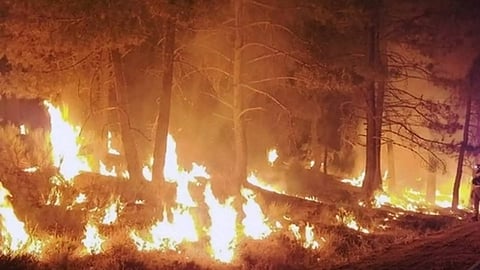 Representative image (ANI)