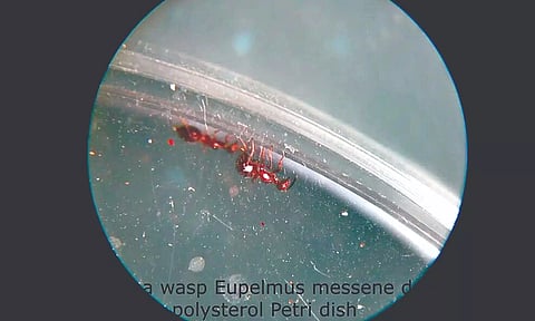 Eupelmus messene is an eensy arthropod that bores into hardened plant growths, called galls. It has to work harder to break through polystyrene than through a plant gall.