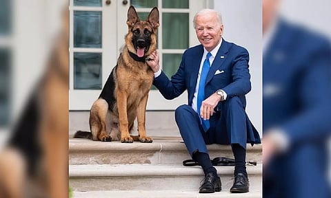 Biden's dog bites Secret Service agent