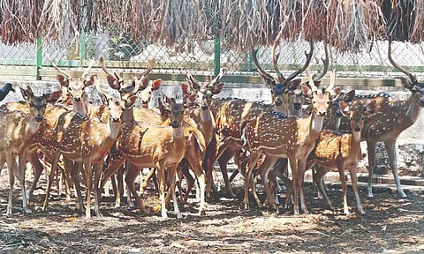 A herd of deer at VOC Zoological Park in Coimbatore, which remains shut for public