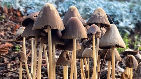 Microdoses of mushrooms may help fight mental disorders: Study