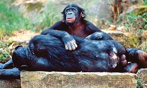 Same-sex behaviour aided mammals in reducing conflict