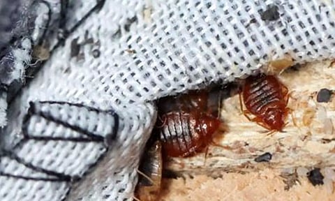 France battles bedbug invasion. (Photo: Reuters)