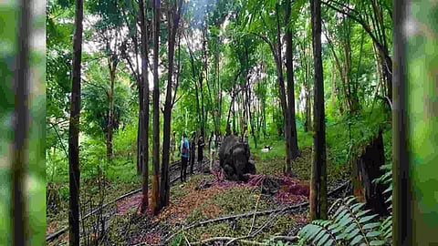 25-year-old female elephant found dead in Mudumalai Tiger Reserve (Photo/ANI)