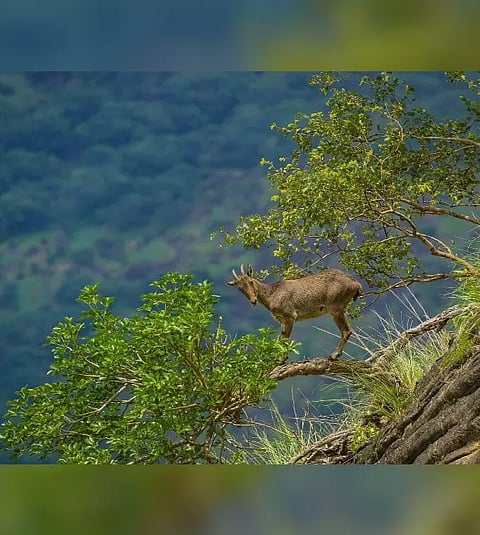 Nilgiri Tahr (File)
