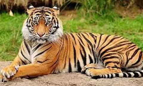 Representative Image