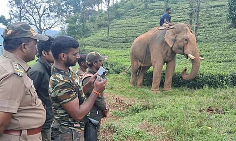 Officials monitor wild elephants with the help of kumki