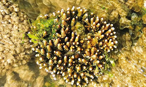 Artificial reefs to save Gulf of Mannar isles