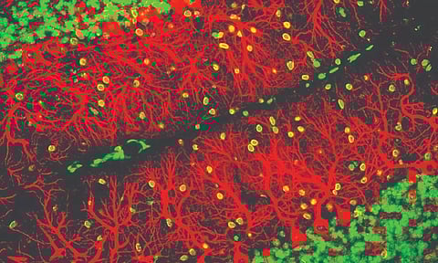 The researchers have only a dim notion of what the newly discovered cells do.&nbsp;