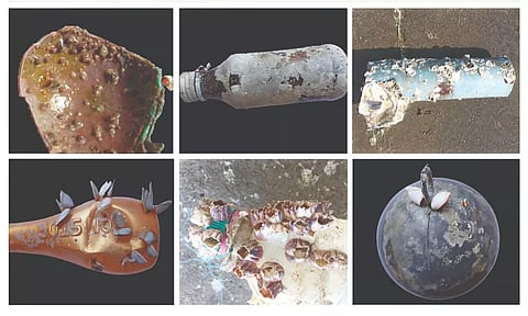 Samples collected from TN and Pondy coasts with alien species.