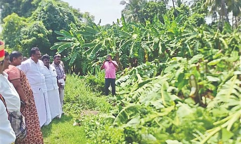 District Collector S Uma inspects the damaged farm in Namakkal.
