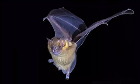 Representative image (Photo: IANS)