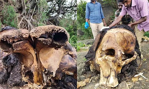 Elephant carcass&nbsp;