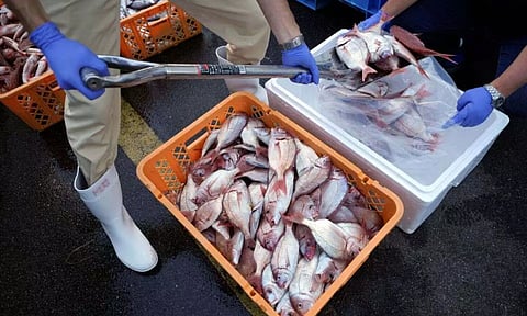 Local staff encase the sample fish to a cold box for a team of experts from the International Atomic Energy Agency (Image: REUTERS)