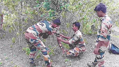Forest staff fix camera traps to monitor tiger movement
