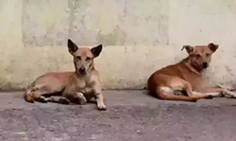 Representative Image (Image: IANS)