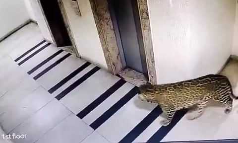 Visual from CCTV footage (Photo: Twitter)