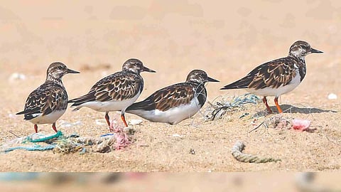 Rudy turnstone is one of spotted migratory bird in Pulicat