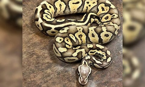 Representative Image&nbsp;