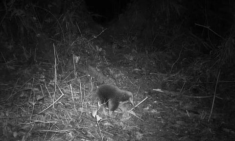 Long-lost species of mammal spotted in Indonesia's Cyclops Mountains (Photo: Reuters)