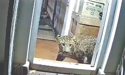 The leopard caught on camera set up in the Coonoor house on Monday