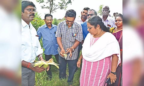 Ariyalur Collector J Annie Mary Swarna oversee sprinkling of pesticides on maize, Saturday