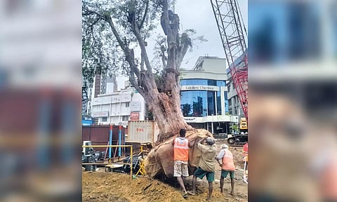 A 75-year-old exotic tree taken from Bharathidasan Road in July