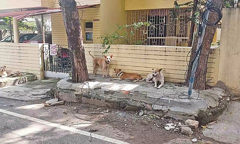 Strays dogs near a house