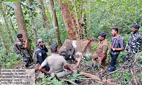 Officials examine the carcass of the elephant