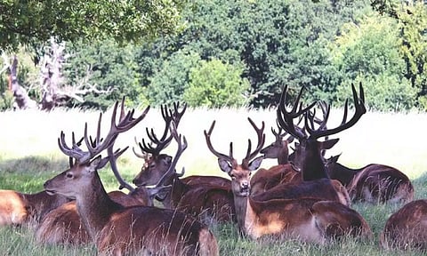 Representative image