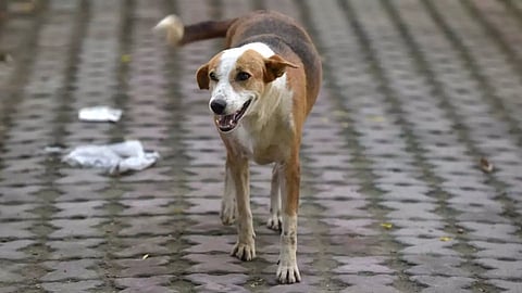 12 yr old Neyveli boy dies due to dog bite