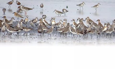 &nbsp;Point Calimere bird