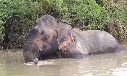 Wild tusker undergoing treatment (ANI)