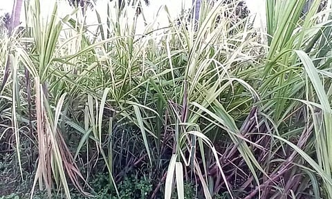A sugarcane field in Erode