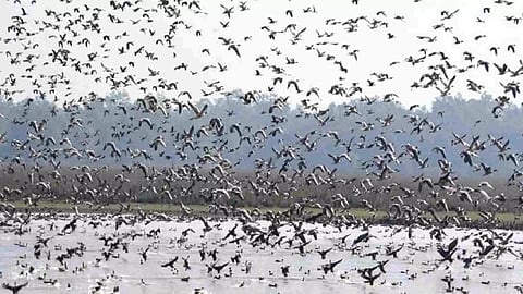 Representative Image (ANI)