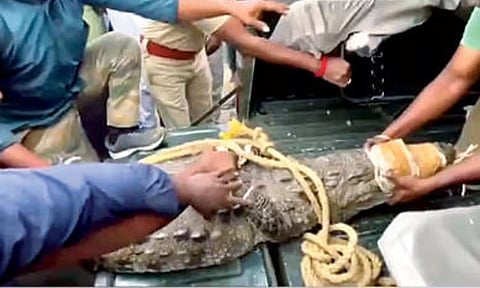 Crocodile caught by forest department