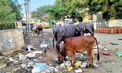 Buffaloes and cows seen on the road in Pammal