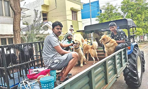 DJ Sams with the rescued canines.