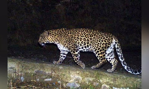 Representative image