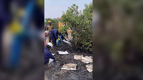 Mangrove restoration work in oil spill areas in Ennore Creek. (Photo/X)