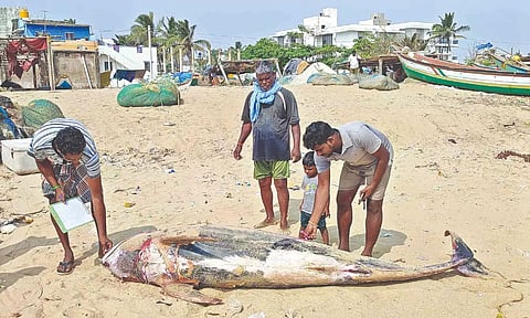 Volunteers checking on the dolphin carcass on Chinnandi Kuppam beach in Chengalpattu.