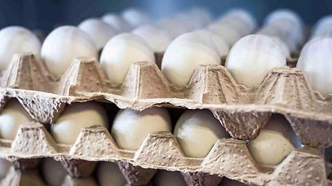 Farm gate price of egg soars to all time high of Rs 5.80 per piece