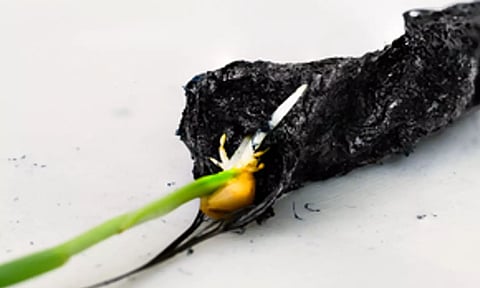 Representative image (Photo: IANS)