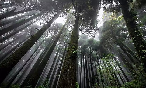 Representation image (PTI)