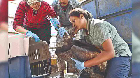 Forest department officials checking the bird (Photo: Manivasagan N)