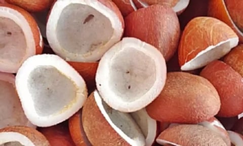 Govt hikes MSP for copra