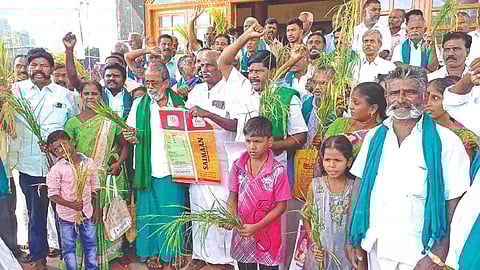 Farmers with the poor quality crop, staging a protest in Tiruchy on Wednesday
