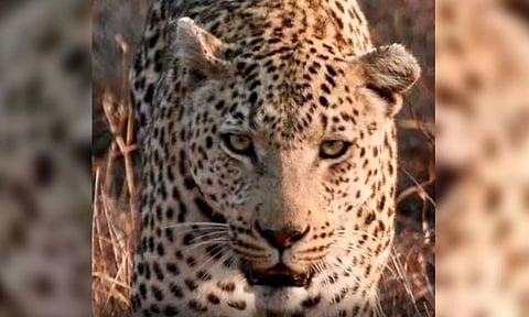 Representative image (IANS)