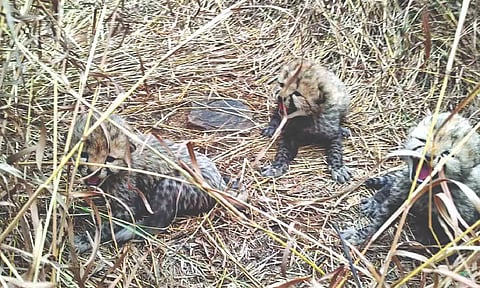 The cubs born to Aasha in MP’s Kuno National Park