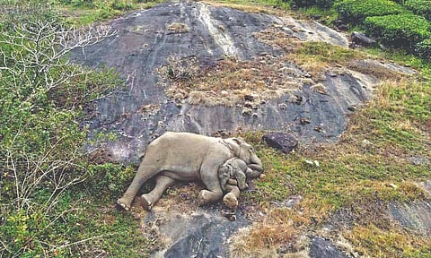 Reunited elephant calf taking a nap on mother’s trunk in Valparai